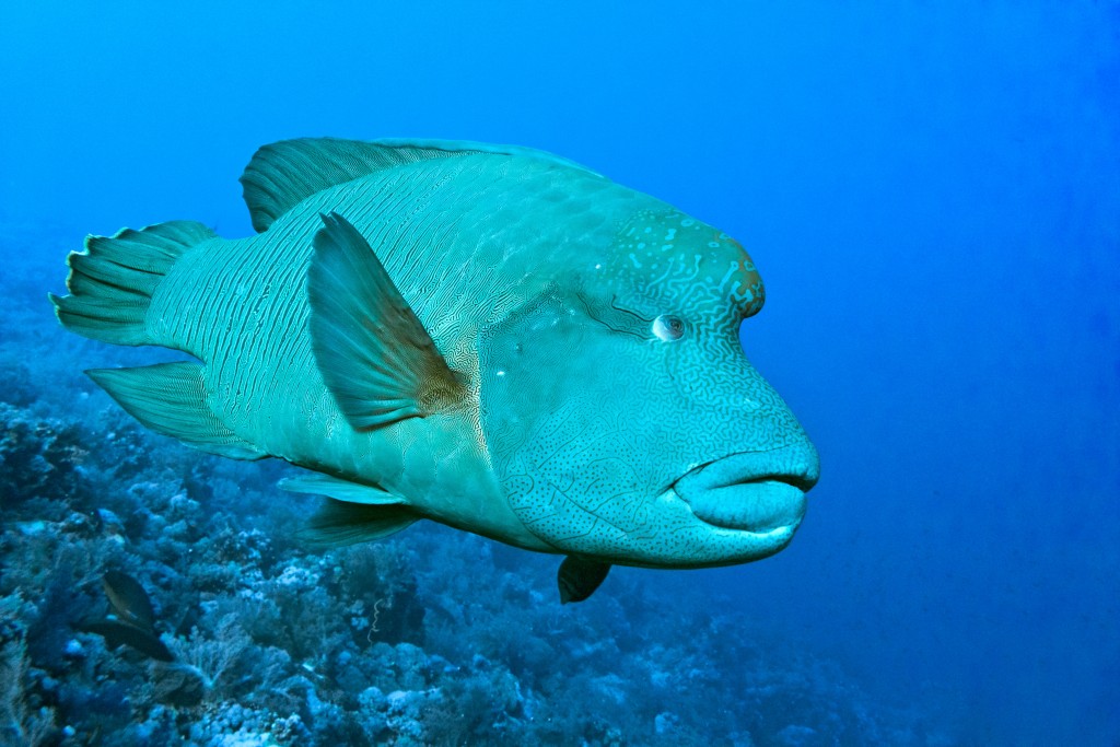 7 Days Sailing And Diving The Red Sea - Napoleon Wrasse
